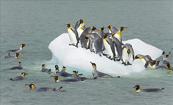 帝企鹅,迅速,融化,冰,鸟,游泳,尝试,乘坐,秋天,金港,南乔治亚,南大洋,南极辐合带