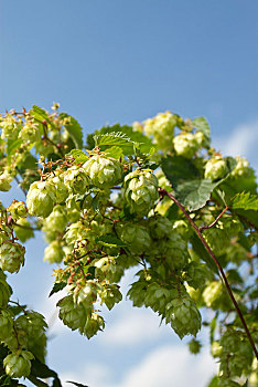 野外,啤酒花