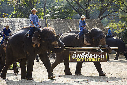 大象,展示,清迈,泰国