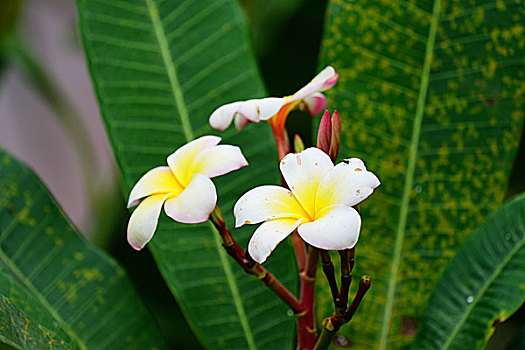 鸡蛋花,鲜花