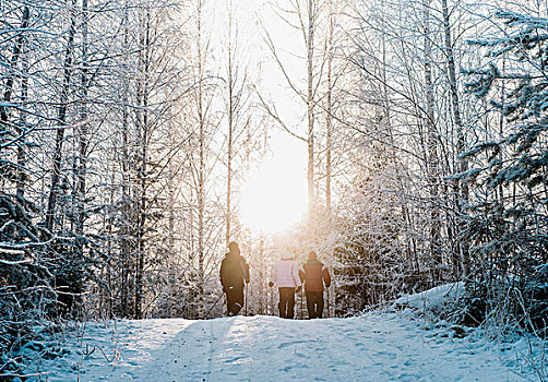 三个人,北欧,走,雪中,遮盖,树林