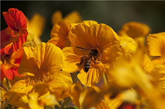 蜜蜂,收集,花蜜,黄花