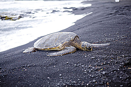 海龟,黑色背景,沙滩,夏威夷