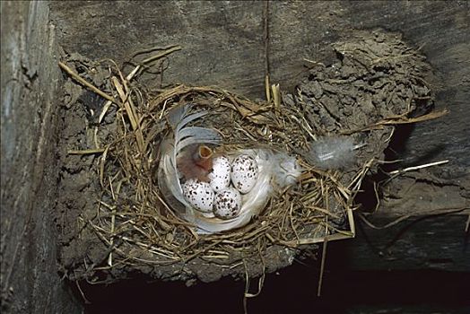 家燕,幼禽,蛋,欧洲