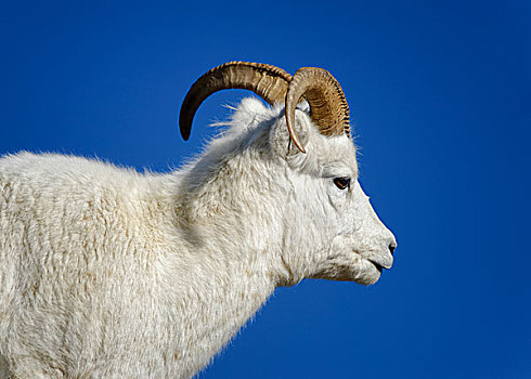 野大白羊,白大角羊,德纳里峰国家公园,阿拉斯加,美国
