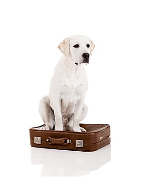 狗,手提箱