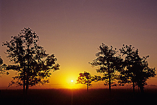日出,上方,橡树,高草,草原,保存,曼尼托巴,加拿大