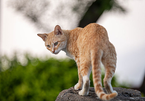 后院花园里玩耍的可爱猫眯