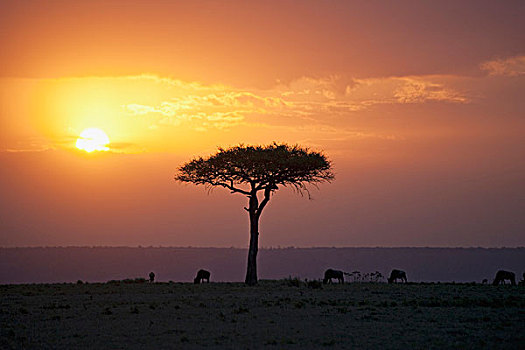金合欢树,日落,马拉河,马赛马拉,肯尼亚,非洲