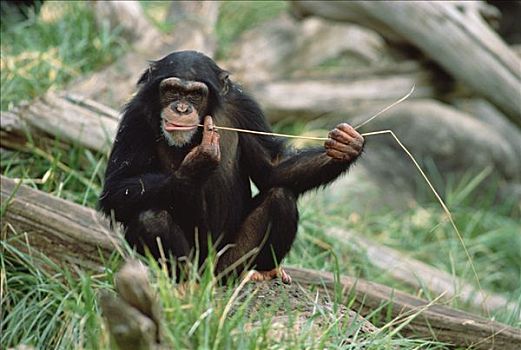 黑猩猩,类人猿,捕鱼,工具,华盛顿,公园,动物园