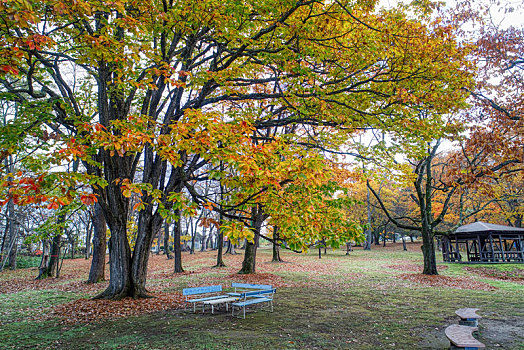 航拍,公园,北海道,日本