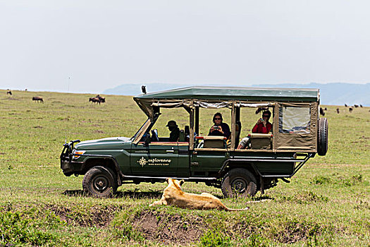 狮子,马赛马拉,肯尼亚