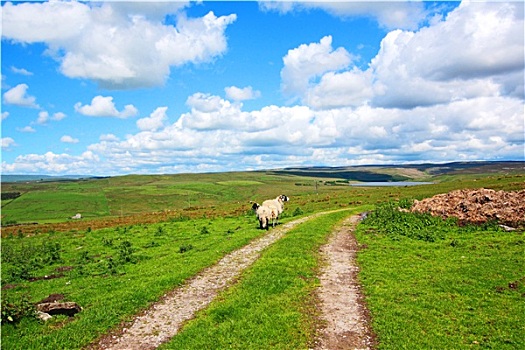 英国,风景,地点,绵羊