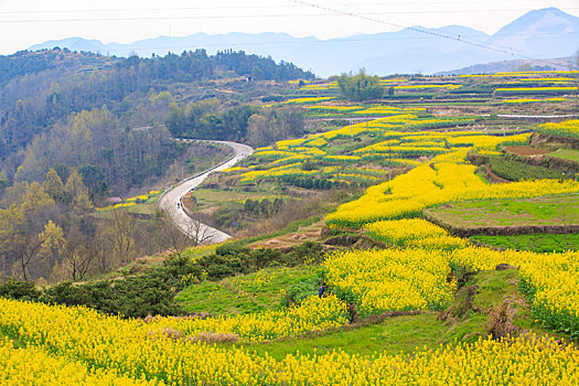 梯田,山村,春意