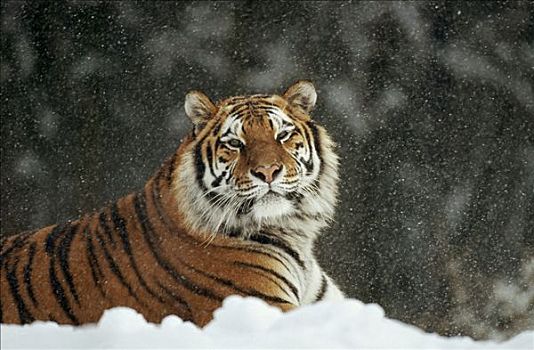 西伯利亚虎,东北虎,肖像,雪中,风暴,东北虎园,哈尔滨