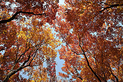 秋天在树下仰望天空