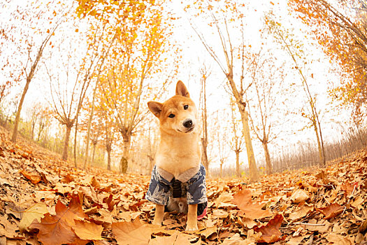 柴犬内外景拍摄