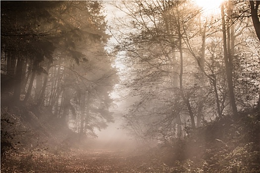 自然,秋日树林,雾,阳光