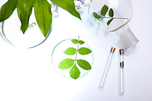 实验室器皿,植物,实验室