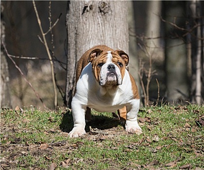 英国斗牛犬,小狗