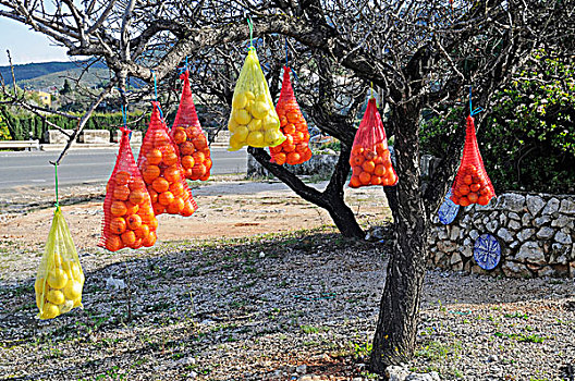 橘子,柠檬,柑橘,包,树,街道,出售,白色海岸,阿利坎特省,西班牙,欧洲