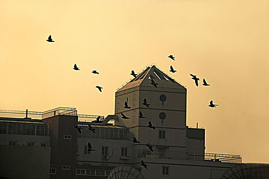 掠过建筑物的鸽子