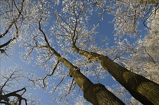 霜冻,树梢,蓝天