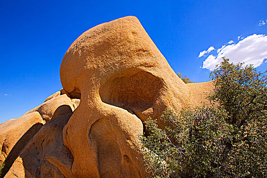 头骨,石头,约书亚树国家公园,荒芜,丝兰,山谷,加利福尼亚