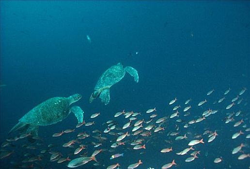 绿海龟,龟类,一对,水下,游泳,鱼群,鱼,加拉帕戈斯群岛,厄瓜多尔