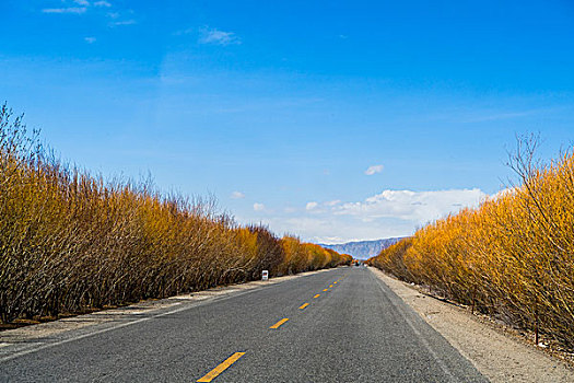 新疆,雪山,公路,蓝天,秋色