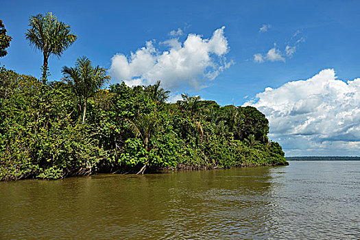 热带雨林,堤岸,塔帕若斯河,巴西,南美