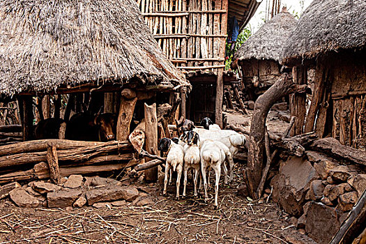 山羊,母牛,室内,孔索,世界遗产,奥莫山谷,埃塞俄比亚,非洲