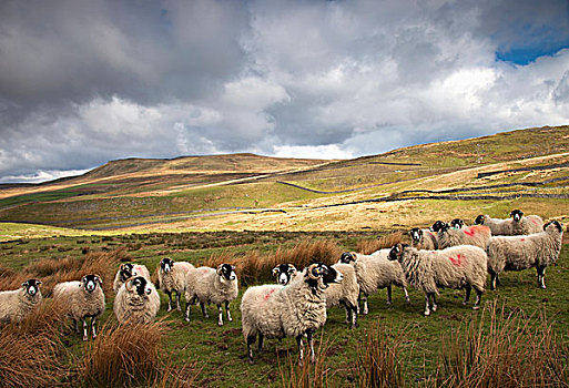 羊群,风景,群山,诺森伯兰郡,英格兰