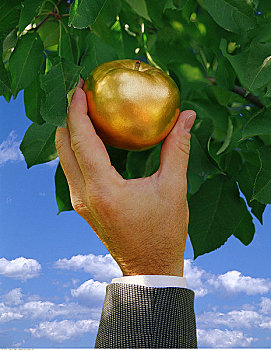 手,金色,苹果,树上