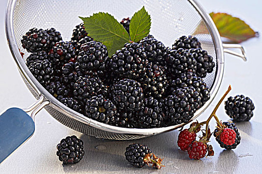 黑莓,滤网