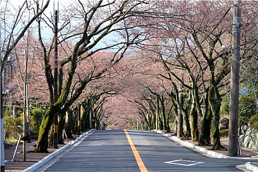 隧道,樱花,高地,静冈,日本