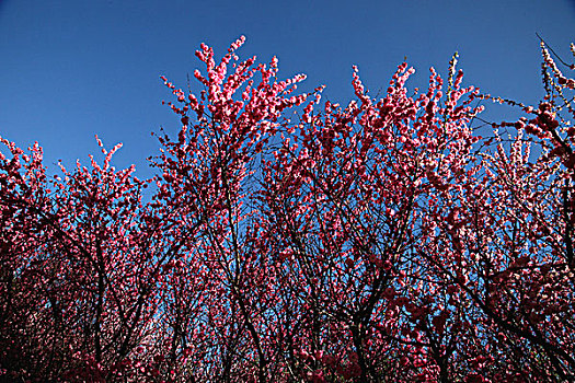 春花