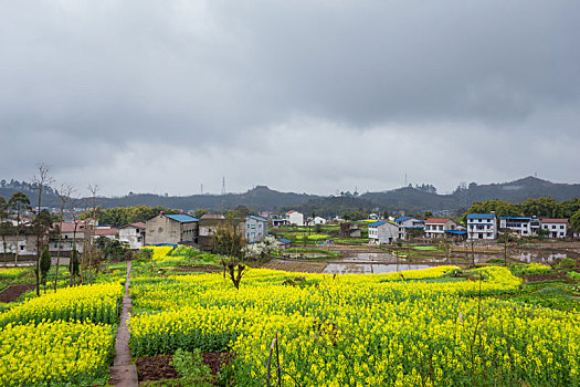 油菜花