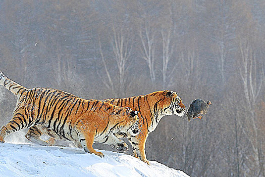 冬季东北虎捕食