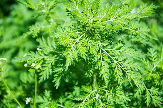 青蒿图片_青蒿图片大全_青蒿图片素材