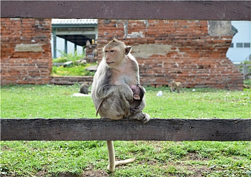 短尾猿,猴子