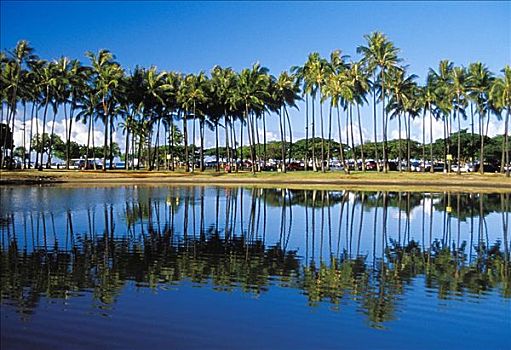 夏威夷,瓦胡岛,线条,棕榈树,反射,水塘,蓝天,海滩,公园