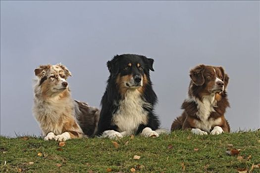 三个,澳大利亚牧羊犬,母狗,左边,中间,小型,澳洲牧羊犬,右边,躺着,草地,靠近