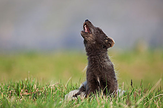 叫喊,北极狐,西部,峡湾,冰岛,欧洲