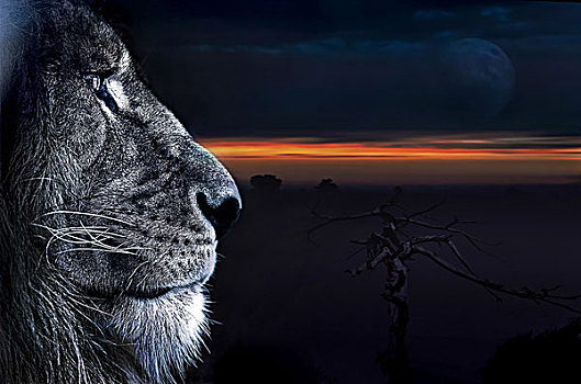 末日夕阳下的雄性狮子