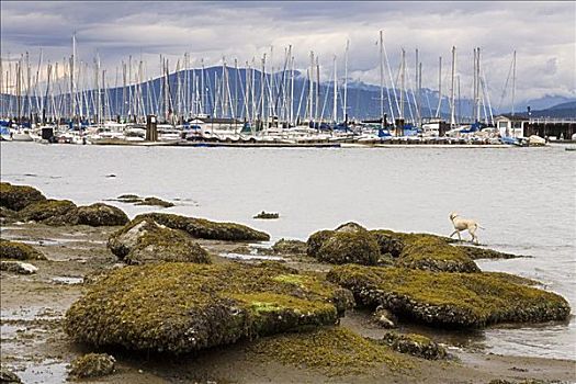 游艇俱乐部,岩石,岸边,温哥华,不列颠哥伦比亚省,加拿大
