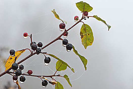 桤木,光泽,枝条,浆果,蜘蛛网,小水滴,下萨克森,德国,欧洲