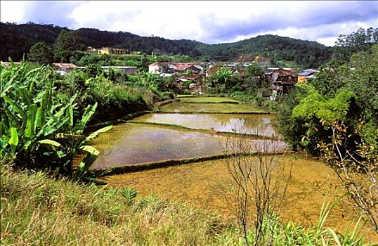 马达加斯加,稻田,乡村,翠绿,背景