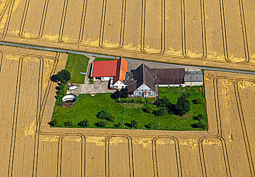 家园,农场,中间,玉米田,靠近,东方,北莱茵威斯特伐利亚,德国