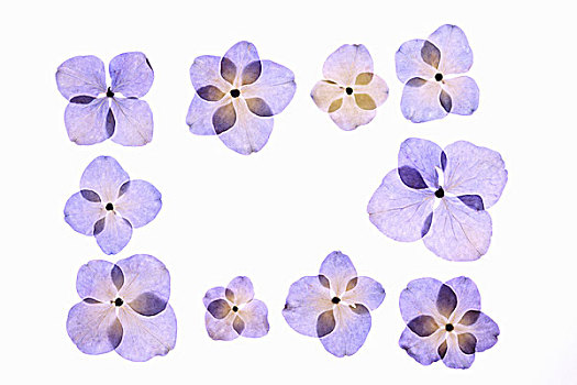 flower,pattern